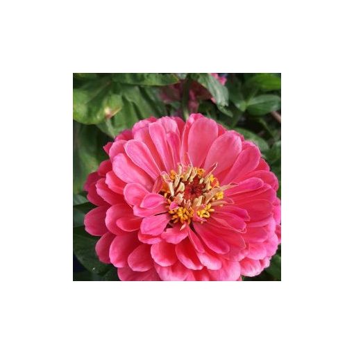 Zinnia elegans benary giant carmine