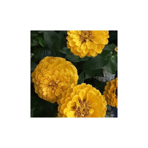 Zinnia elegans benary giant golden yellow