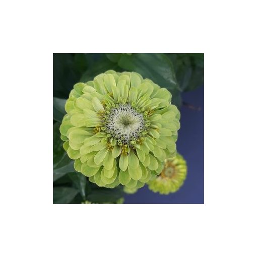 Zinnia elegans benary giant lime