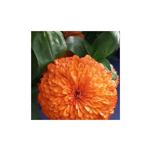 Zinnia elegans benary giant orange