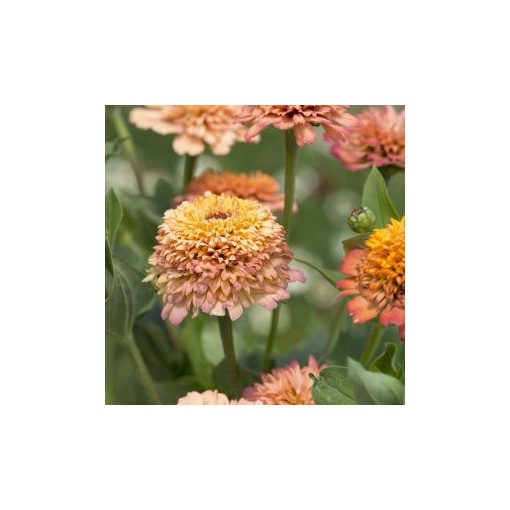 Zinnia elegans cresto! peachy pink