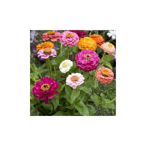 Zinnia elegans cut & come again mix