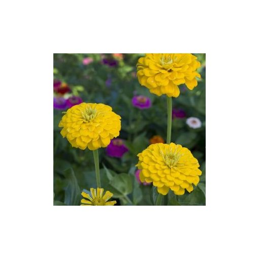 Zinnia elegans dahlia-flowered canary bird