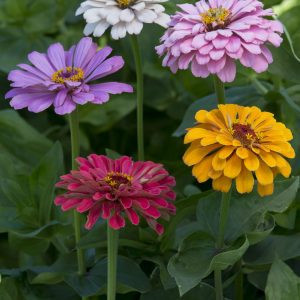 Zinnia elegans dahlia-flowered field grown mixure