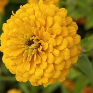 Zinnia elegans dahlia-flowered golden state