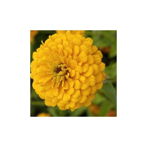 Zinnia elegans dahlia-flowered golden state