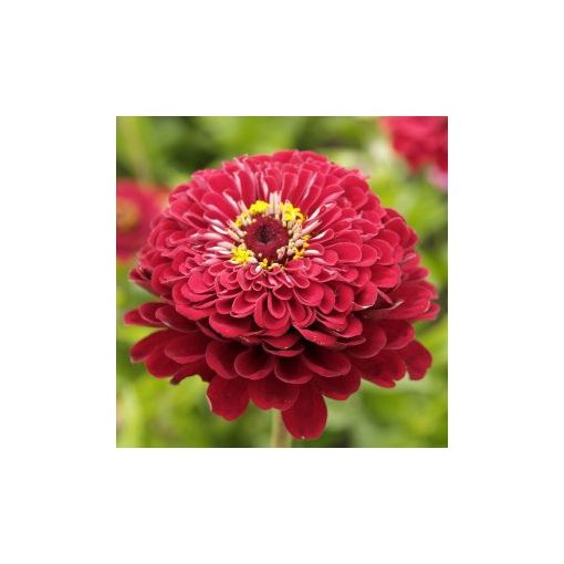 Zinnia elegans dahlia-flowered meteor