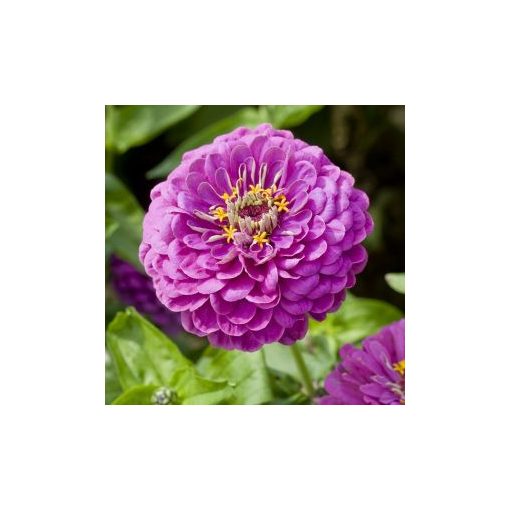 Zinnia elegans dahlia-flowered purple prince