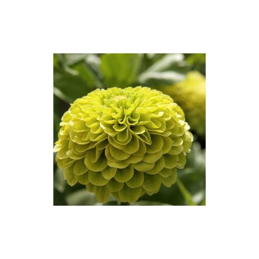 Zinnia elegans envy