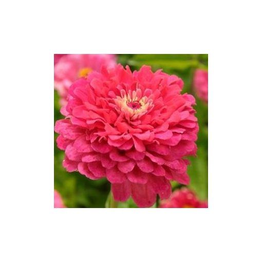 Zinnia elegans exquisite (salmon carmine)