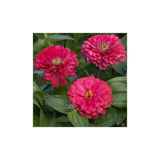 Zinnia elegans illumination