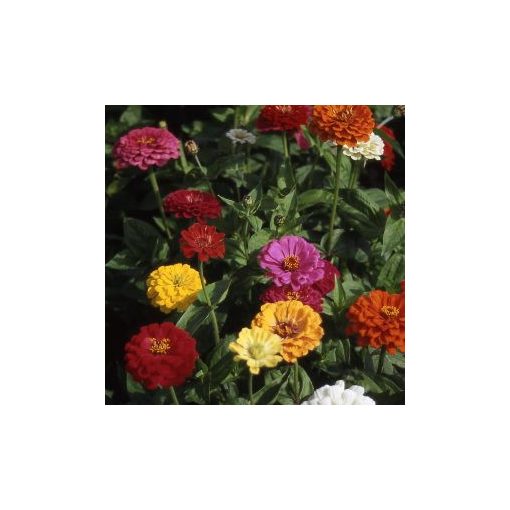 Zinnia elegans mixture