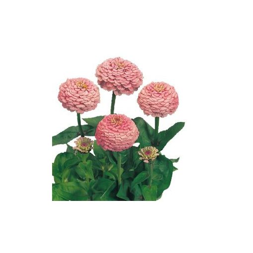 Zinnia elegans oklahoma pink