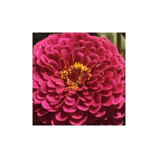 Zinnia elegans purple prince