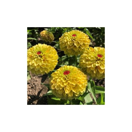 Zinnia elegans queen lemon peach