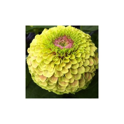 Zinnia elegans queen lime blotch