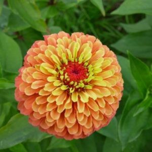 Zinnia elegans queen lime orange