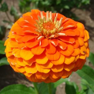 Zinnia elegans queen pure orange